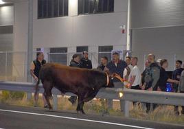 Un toro se escapa del matadero de Calahorra, permanece cuatro horas fugado y obliga a cortar la N-232