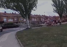 La caída de un árbol