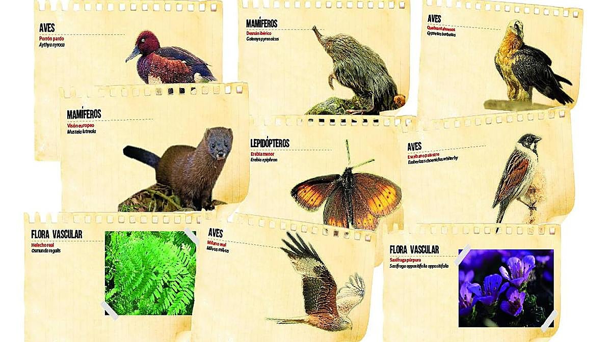 Las especies amenazadas en La Rioja, una a una
