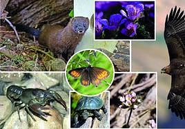 Patrimonio de flora y fauna en retroceso