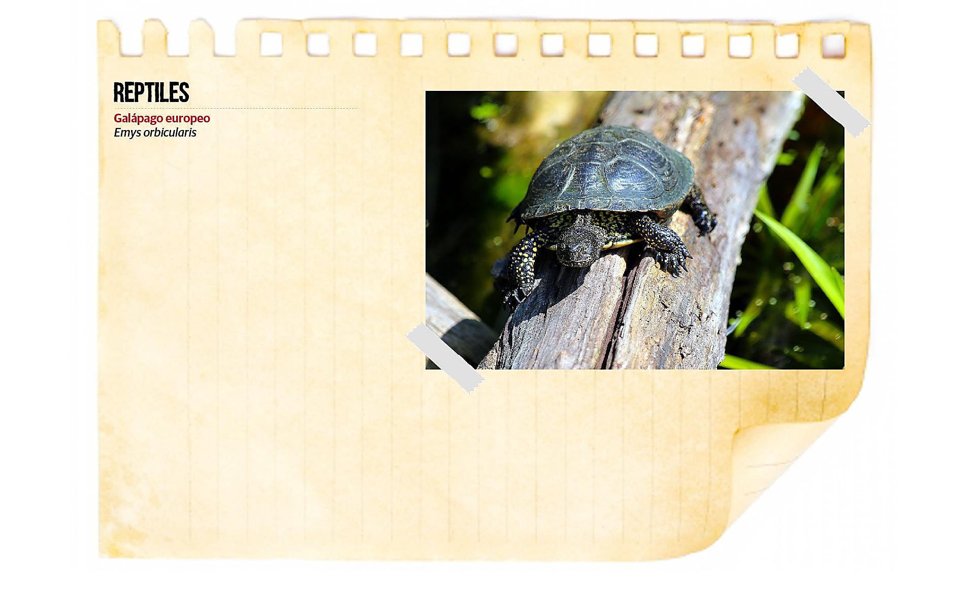 Scroll Story imagen 3