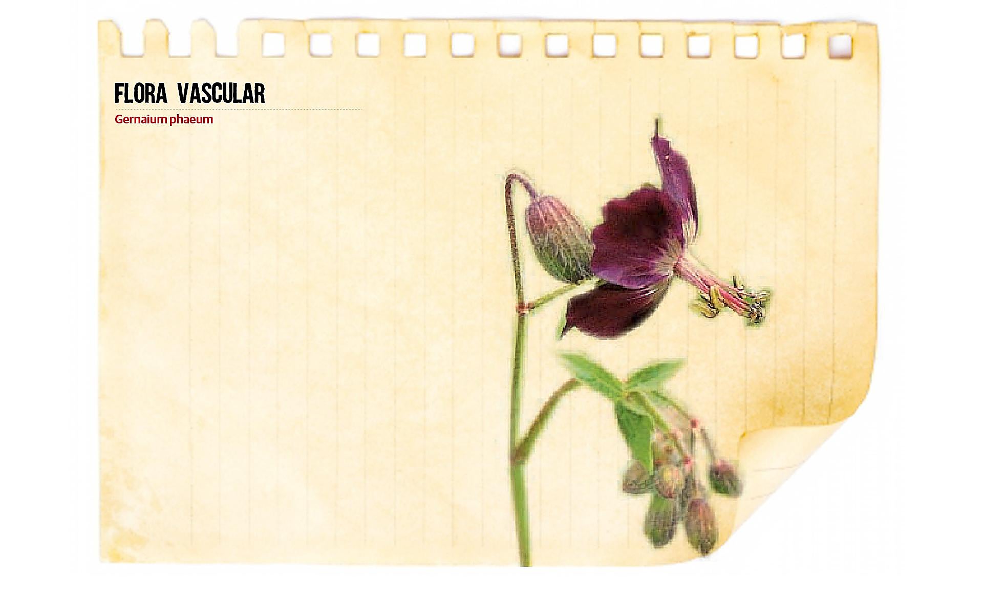 Scroll Story imagen 6