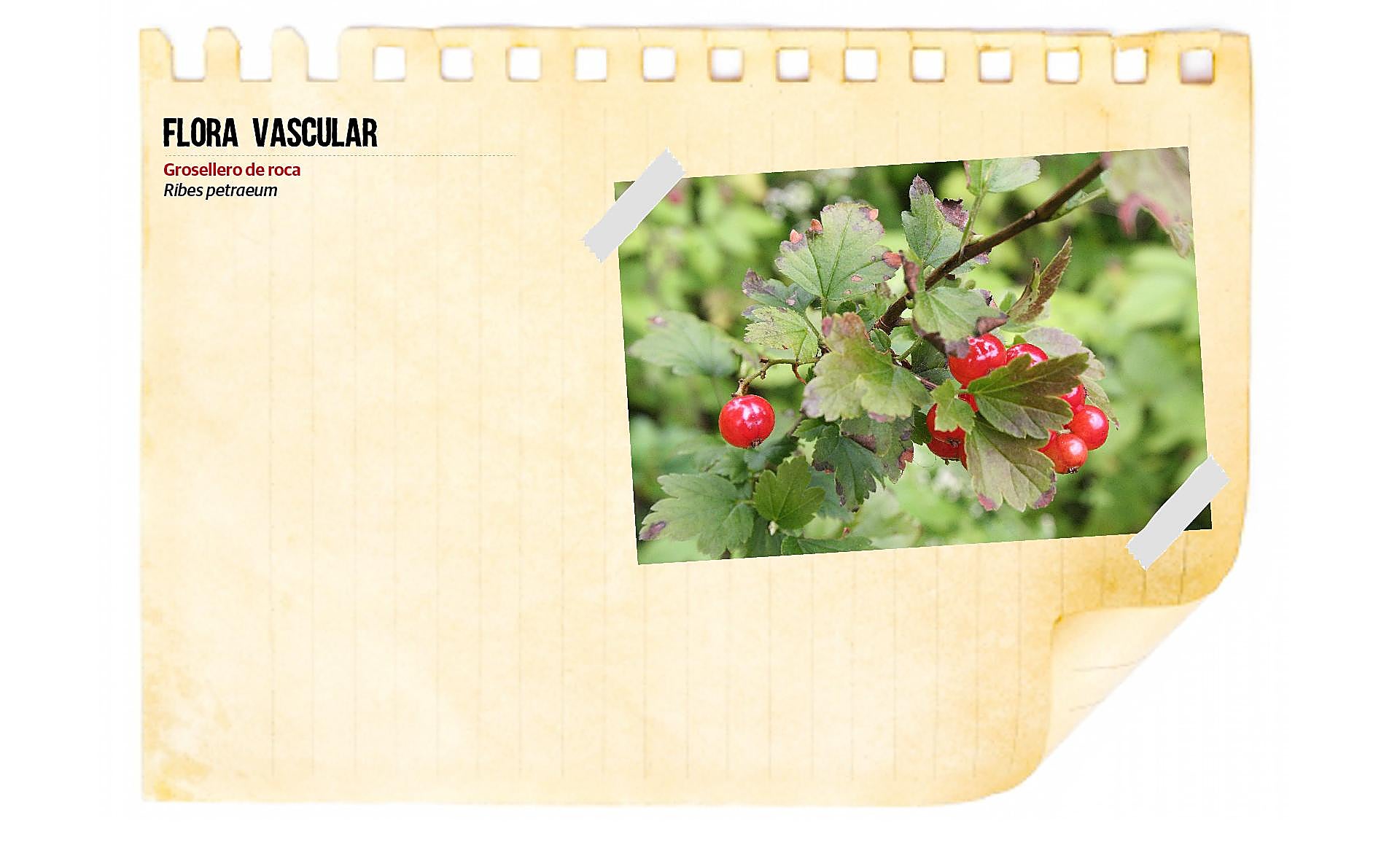 Scroll Story imagen 9