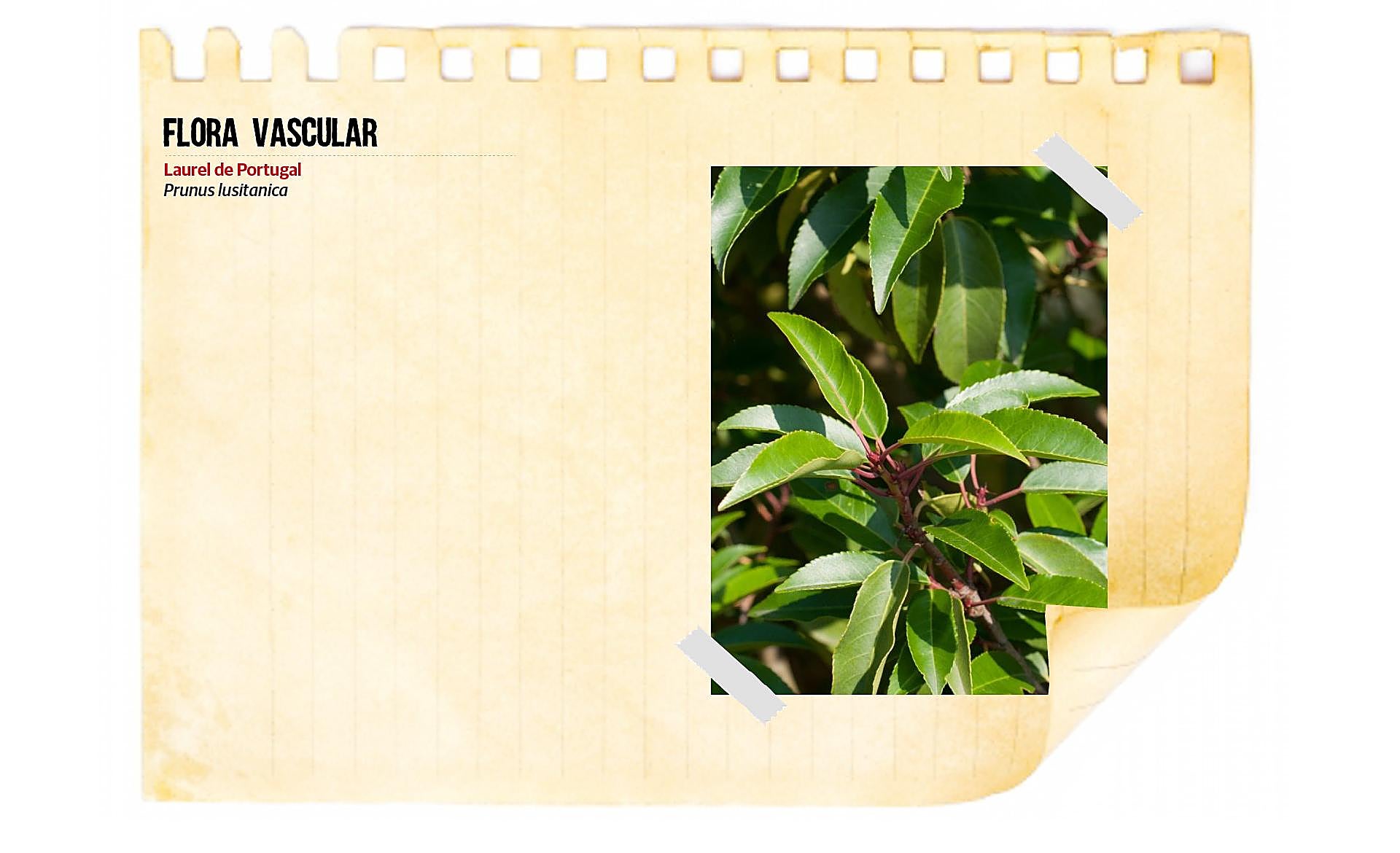 Scroll Story imagen 8