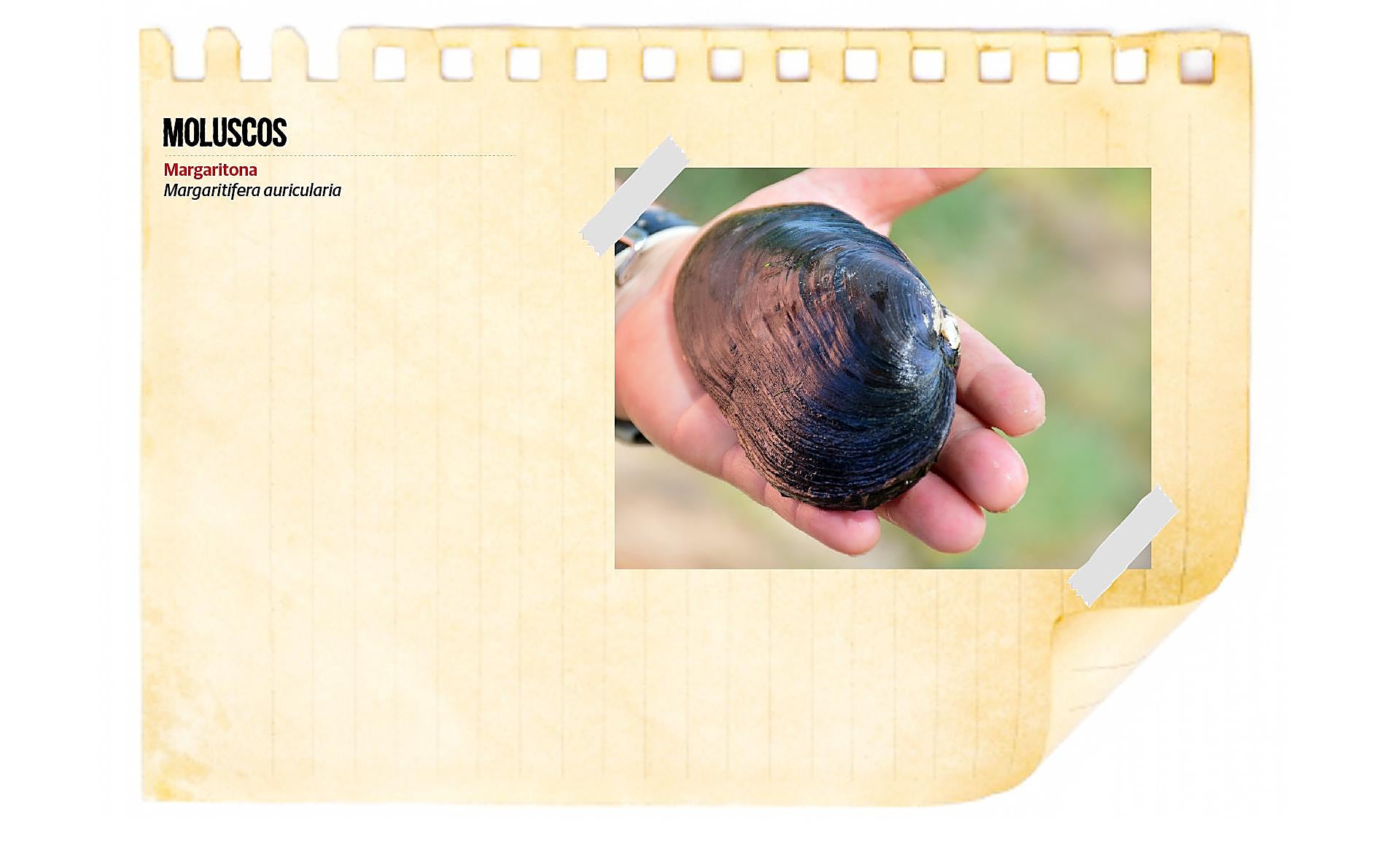 Scroll Story imagen 14