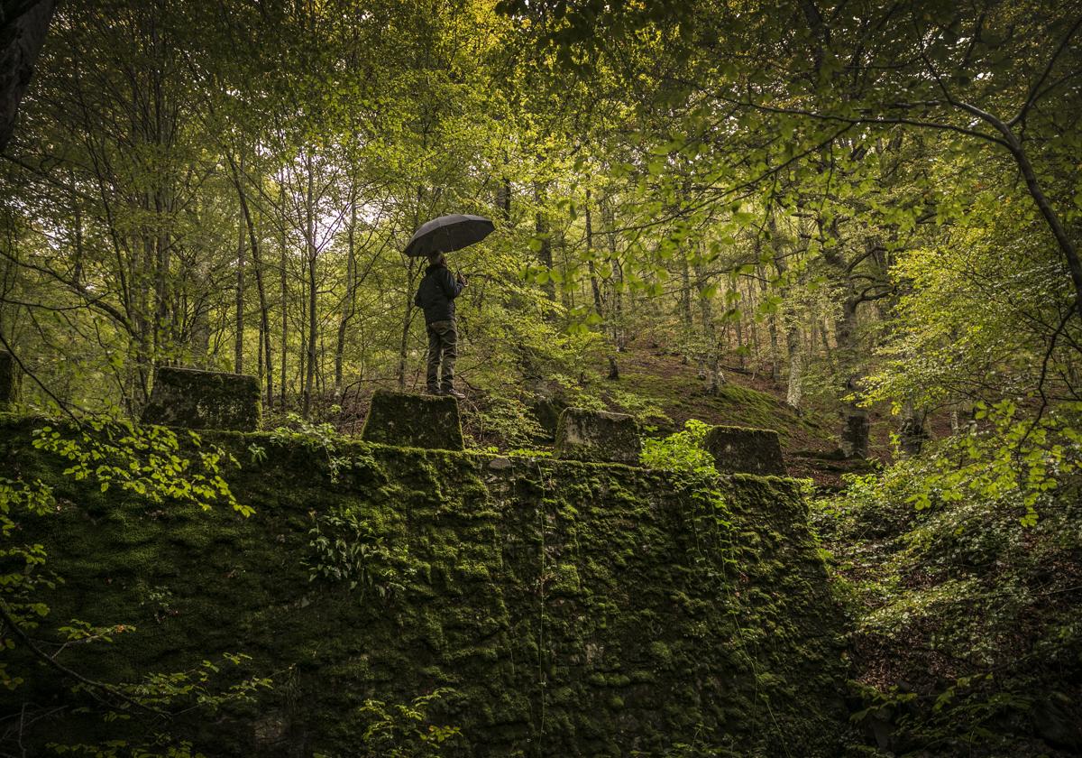 Un senderista pasea por el frondoso bosque del barranco de El Rajao, en Tobía, esta misma semana.