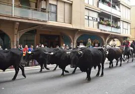 Los toros de Eventos Trashumantes el domingo por las calles de Autol acompañados por un grupo de jinetes.