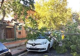 Rama caída sobre un coche en Varea.