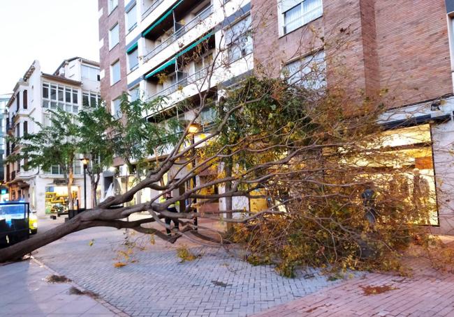 Árbol caído en la zona de las Cien Tiendas.