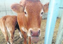 Una de las vacas de la ganadería Serrano de Anguiano afectada po la EHE.