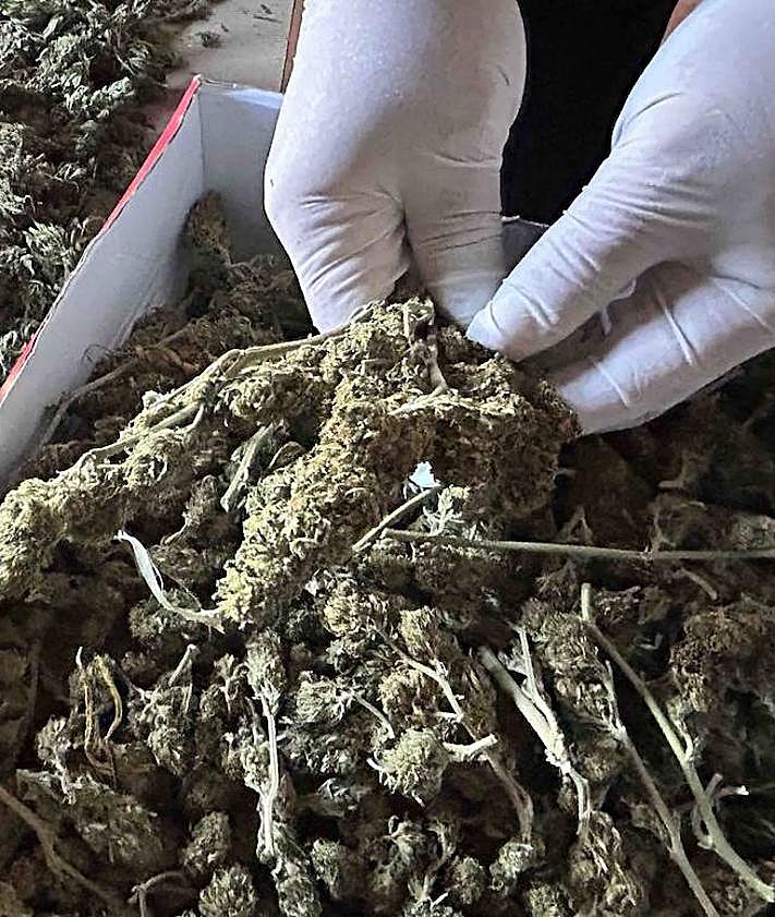 Imagen secundaria 2 - Detalle de parte de los cogollos incautados.