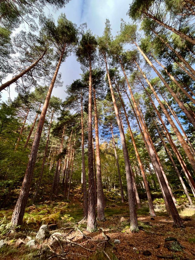 Otoño en el monte riojano