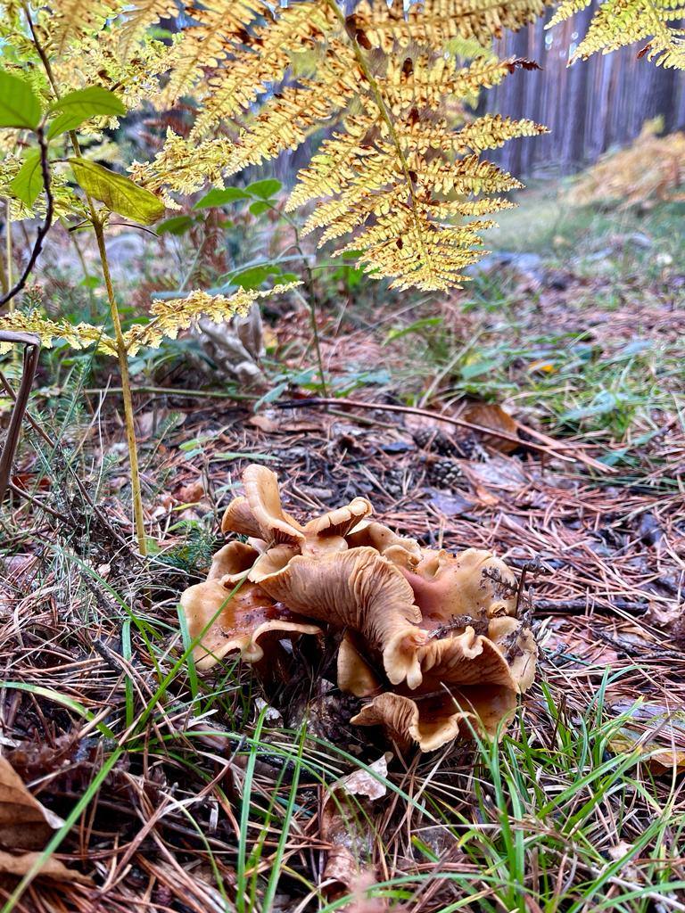 Otoño en el monte riojano