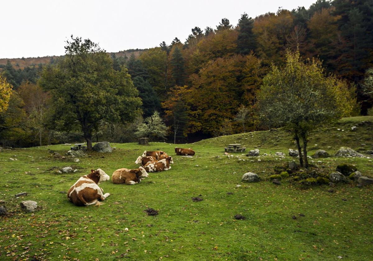 Ganado vacuno en Sierra Cebollera.