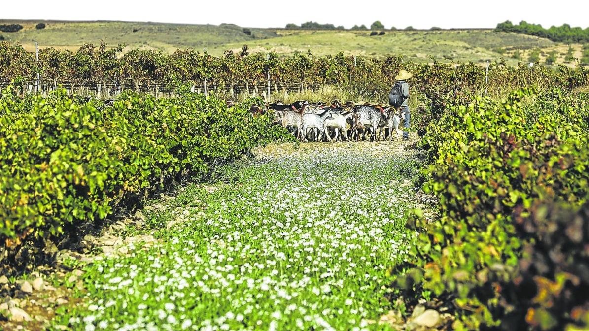 La casilla de Cabezorroyo, viñedo de garnacha de Bodegas Ilurce en las faldas del monte Yerga.