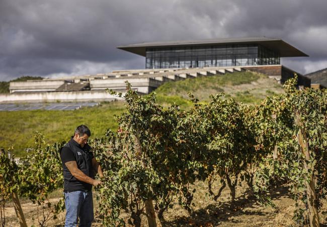 Simón Arina, enólogo de Baigorri en Samaniego, analiza el viñedo con el 'cubo de cristal' que es la bodega, a sus espaldas.