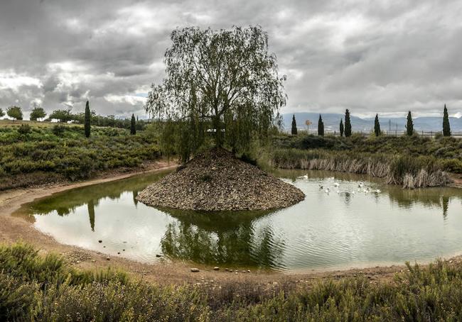 Las ocas de 'La Oración' se encargan de ayudar a mantener el manto vegetal de la viña