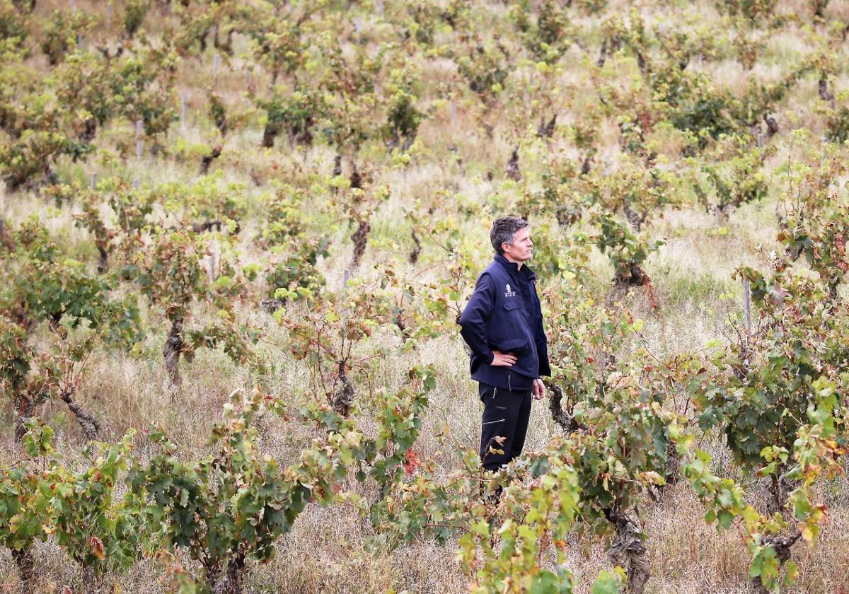 Barrault observa uno de los viñedos viejos de la bodega de Elciego.