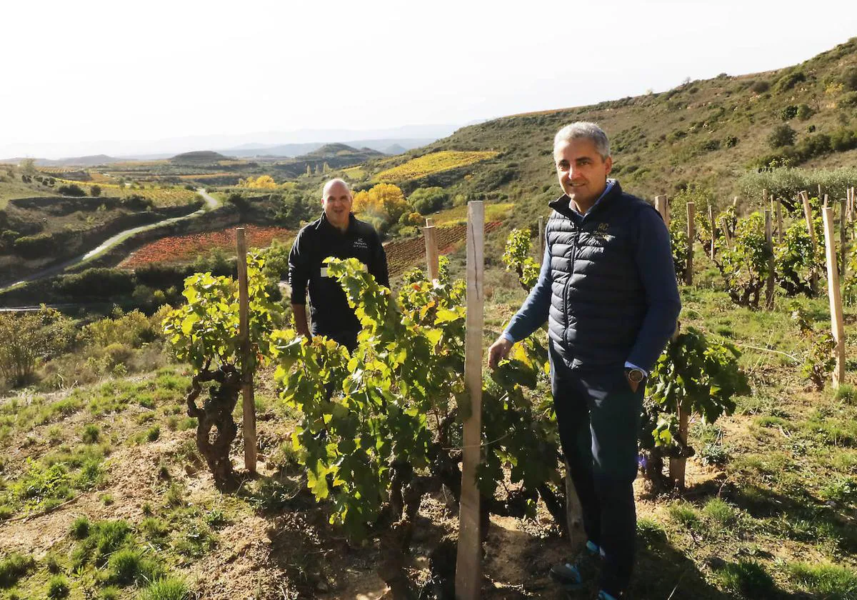 Marqués de Cáceres | Cenicero: Desde la viña | La Rioja