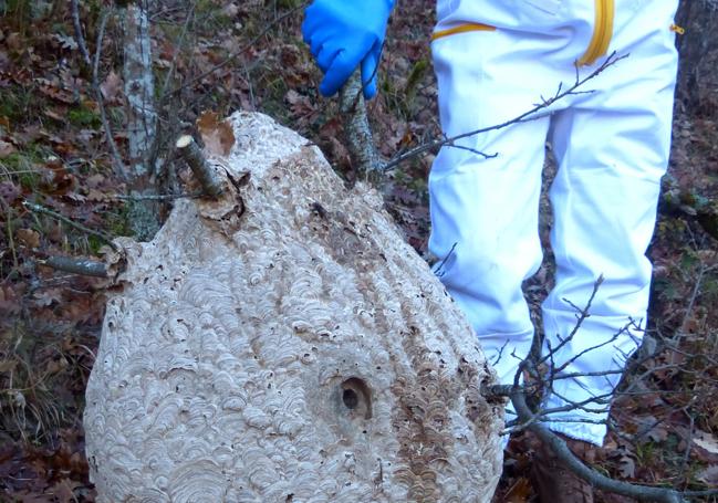 Primer nido de avispa asiática hallado en La Rioja, en Brieva en el año 2014.