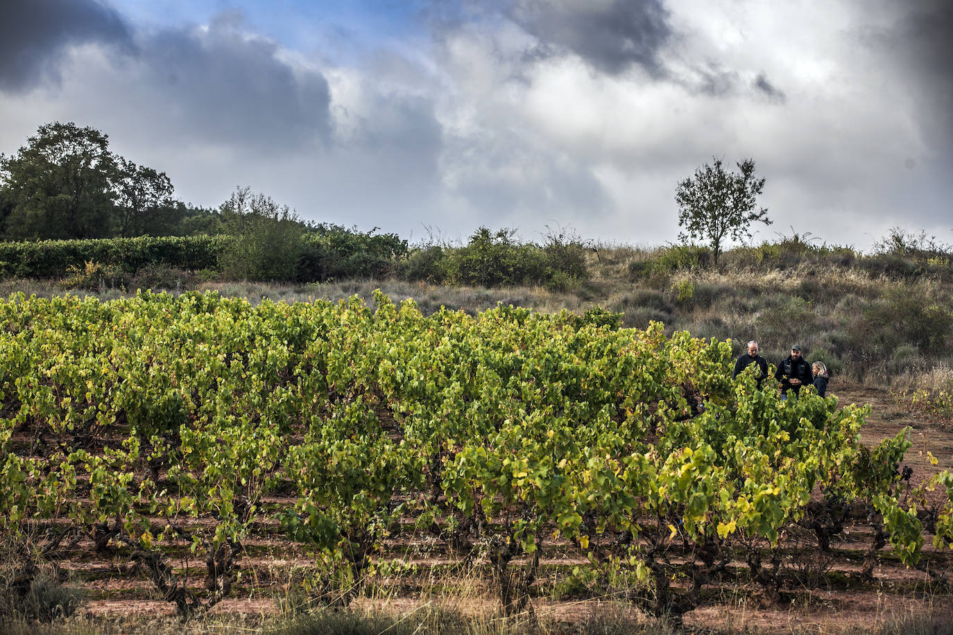 Los paisajes del Rioja