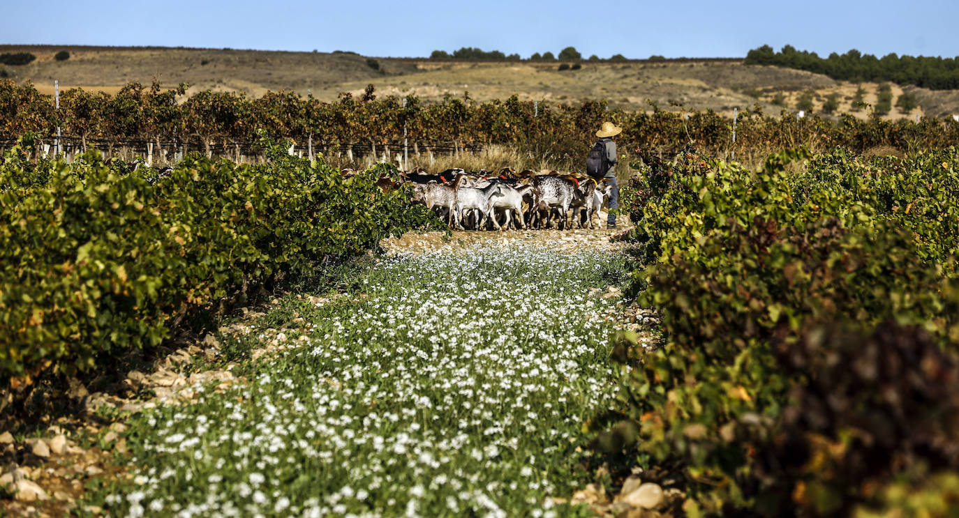 Los paisajes del Rioja