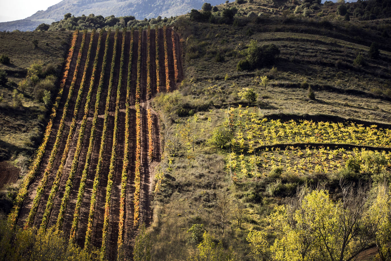 Los paisajes del Rioja