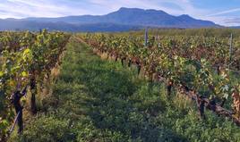 Jornada sobre el manejo de cubiertas vegetales en Viñedo