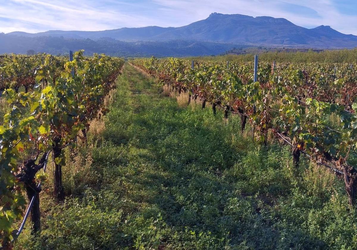 Jornada sobre el manejo de cubiertas vegetales en Viñedo