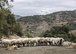 Ganaderos denuncian que Adif contamina con herbicida las inmediaciones de la vía del tren en Calahorra