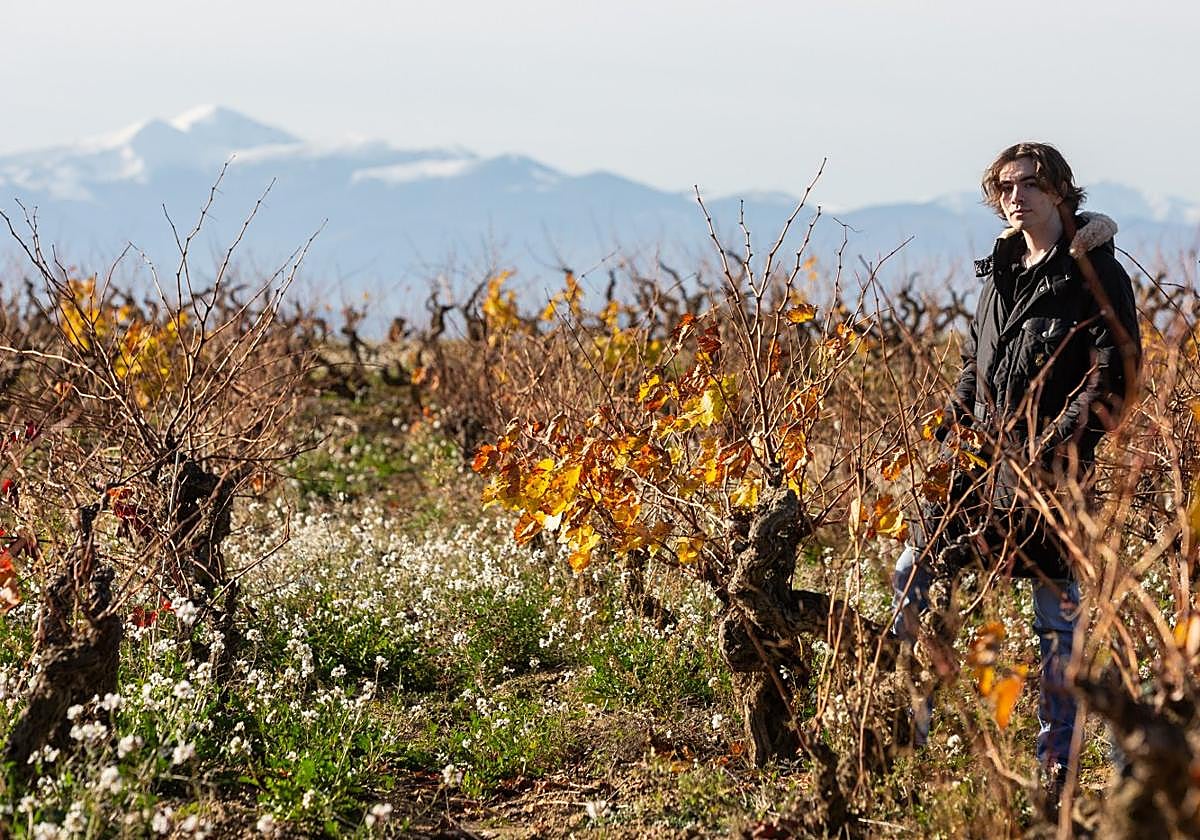 Carlos San Pedro, junior, en el viejo viñedo de donde elabora su primer vino, Miraz.