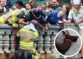 Angustioso rescate a un perro que quedó atrapado en una balaustrada en Gijón