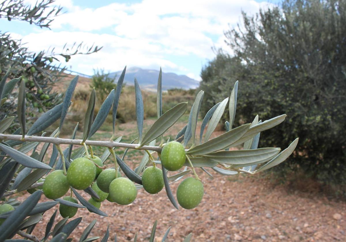 Un riojano denuncia el robo de más de 5.000 kilos de olivas en varias fincas de Ausejo y pide «colaboración ciudadana»