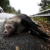 ¿Quién paga cuando se produce un accidente a causa de un animal?