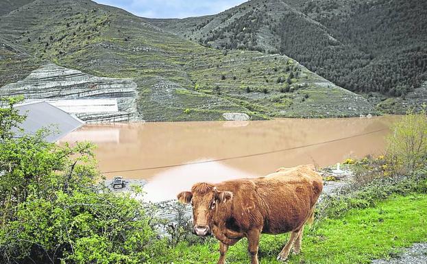 Una vaca y la presa de Soto-Terroba al fondo, en 2020. 