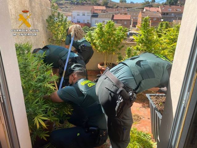 Imagen secundaria 2 - Plantas en finca y en balcón.