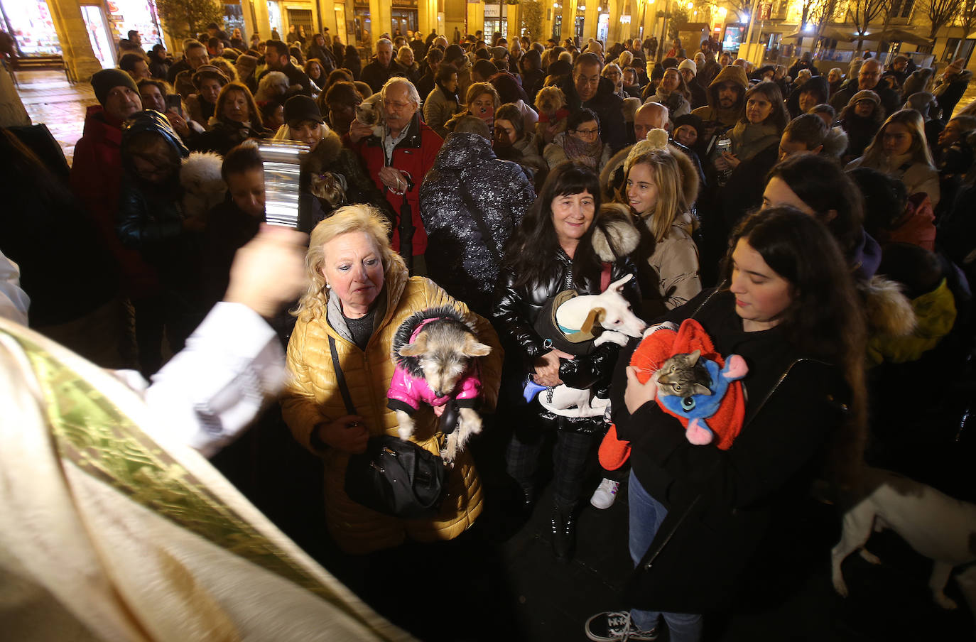 Bendición de animales en Logroño.