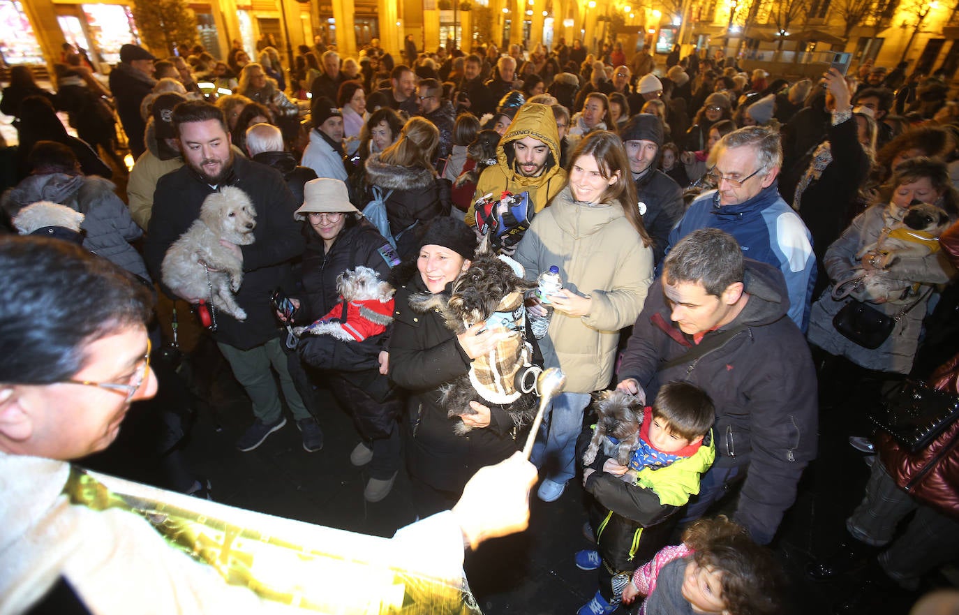 Bendición de animales en Logroño.
