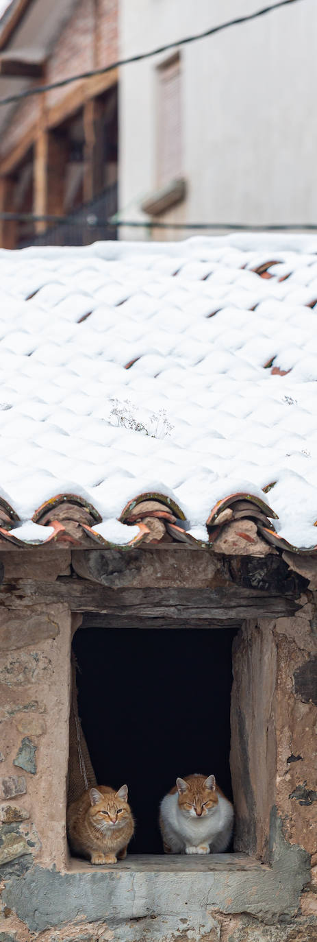 Fotos: las primeras nieves tiñen parte de La Rioja de blanco