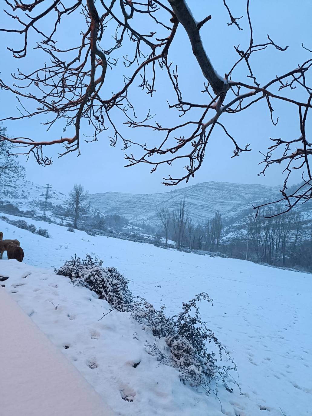 Fotos: La nieve y el hielo llegan a La Rioja