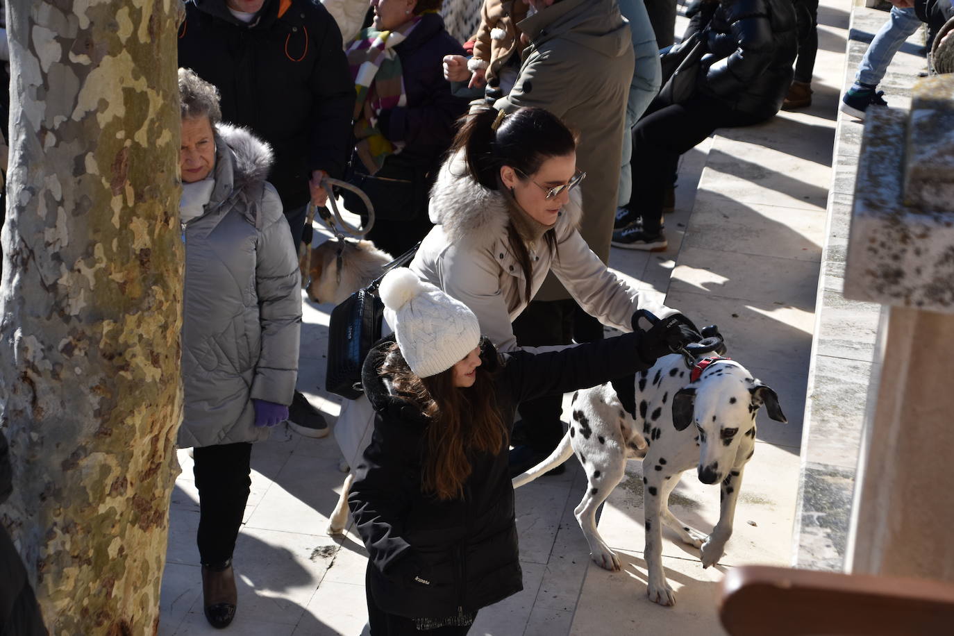 Fotos: Actos de San Antón en Calahorra