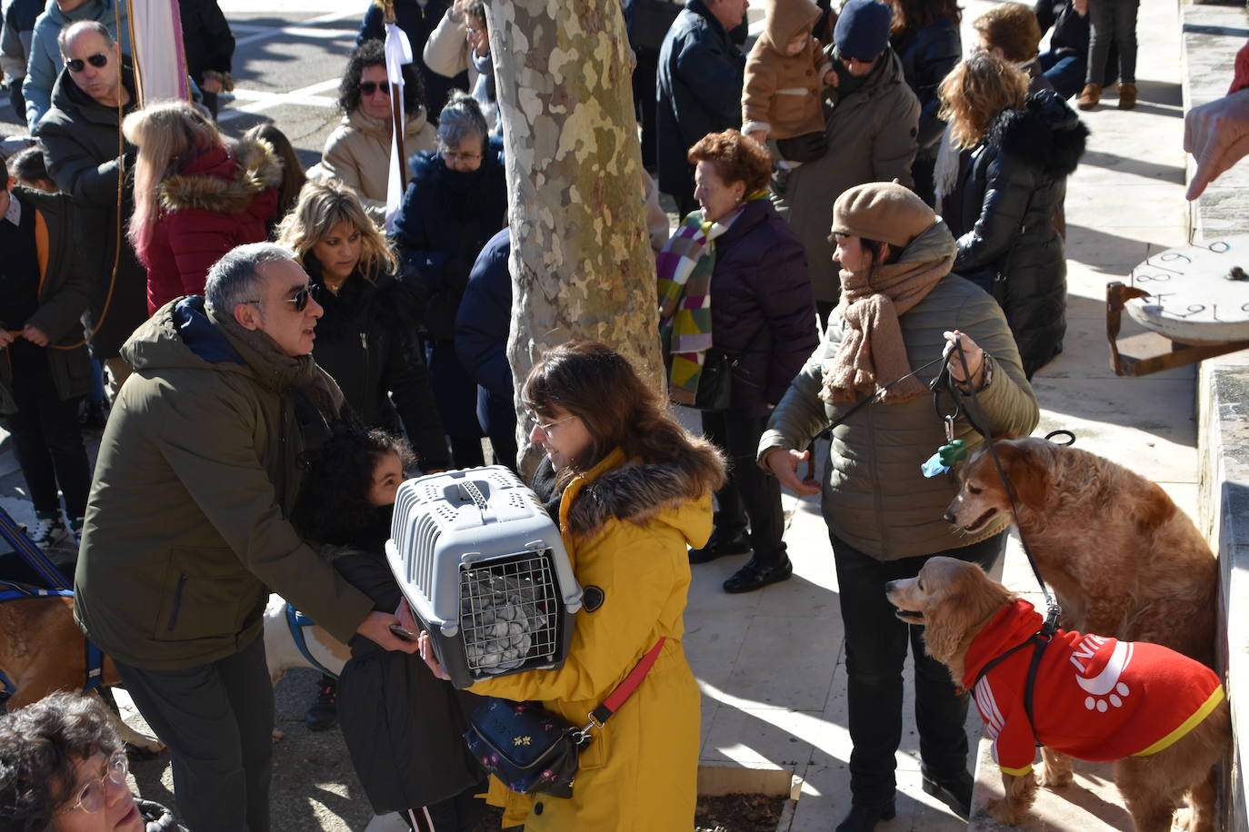 Fotos: Actos de San Antón en Calahorra