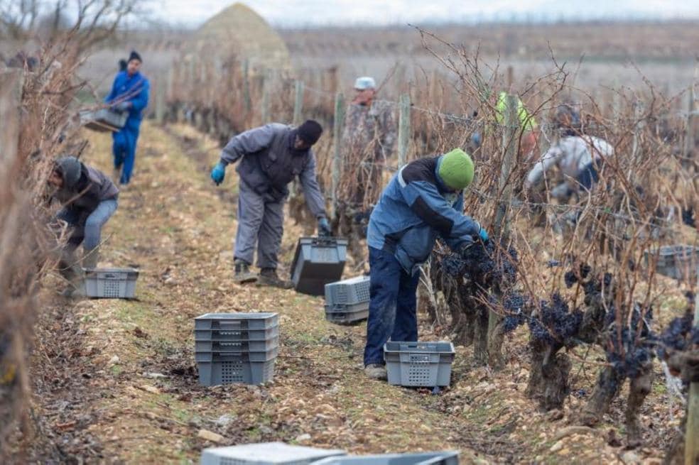 La cuadrilla recogiendo las uvas a finales de enero en la finca El Cantillo, en Briones. 