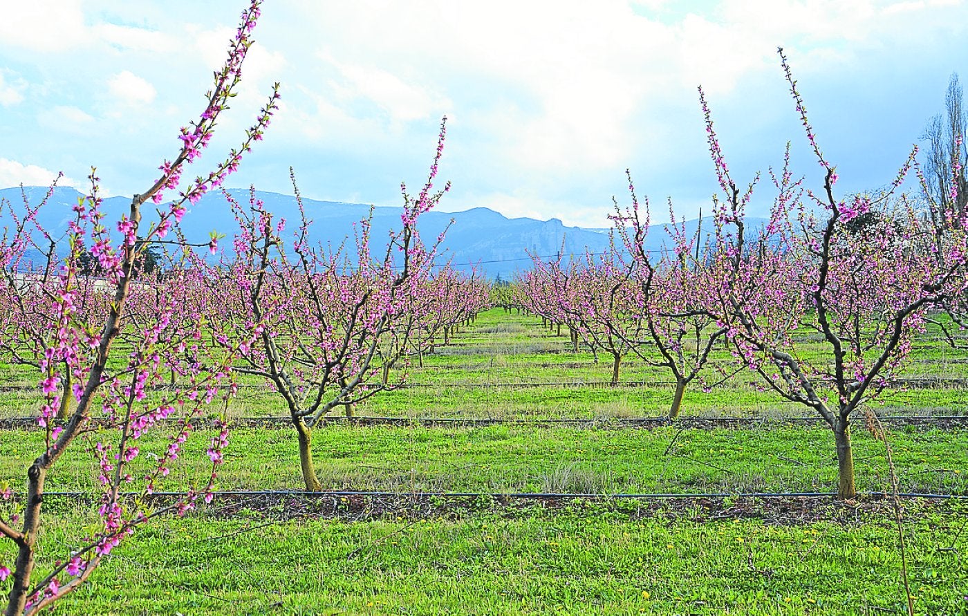 Explotación de frutales en la cuenca del Iregua con instalación de riego por goteo. 