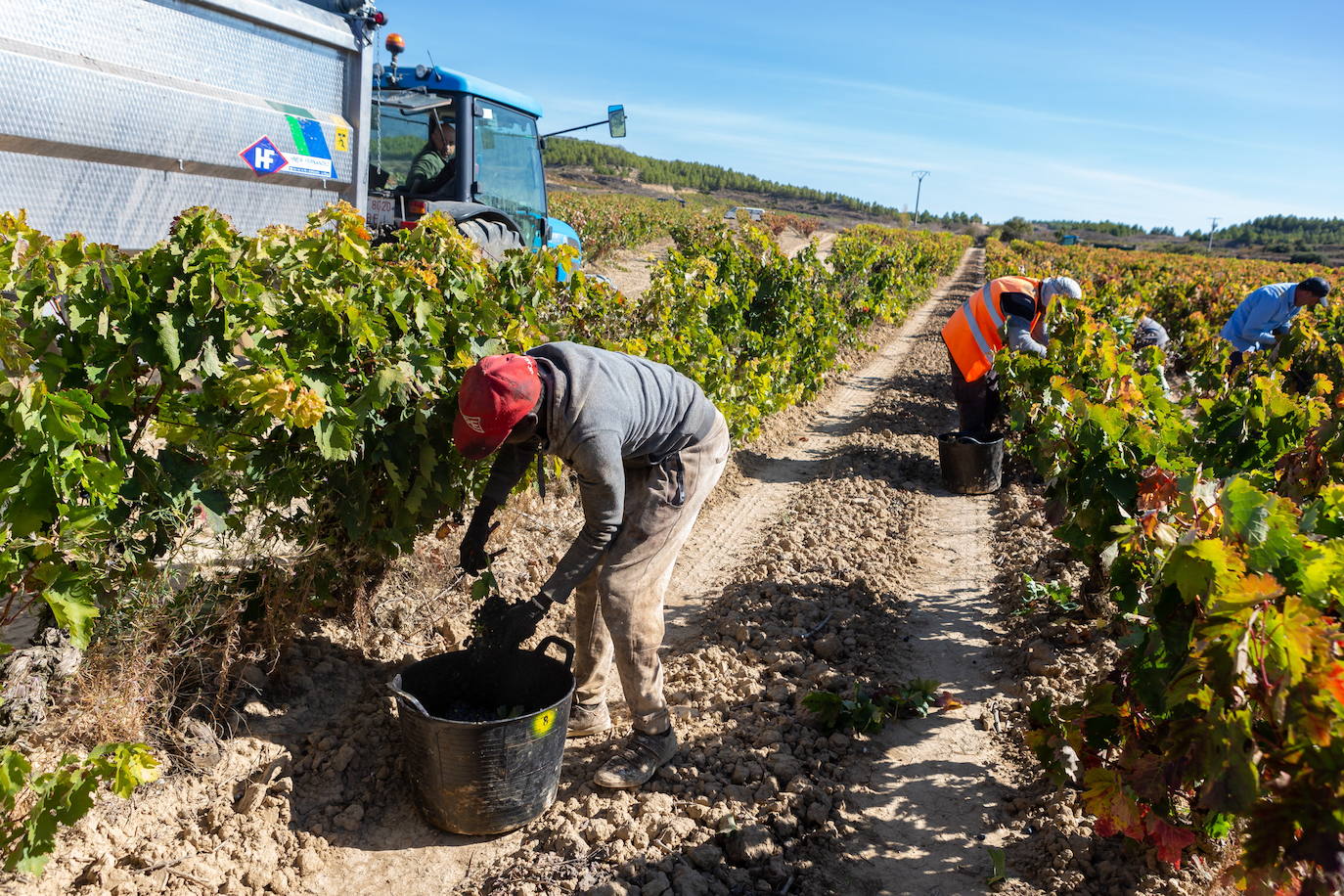 Trabajadores temporeros trabajando en una viña. 