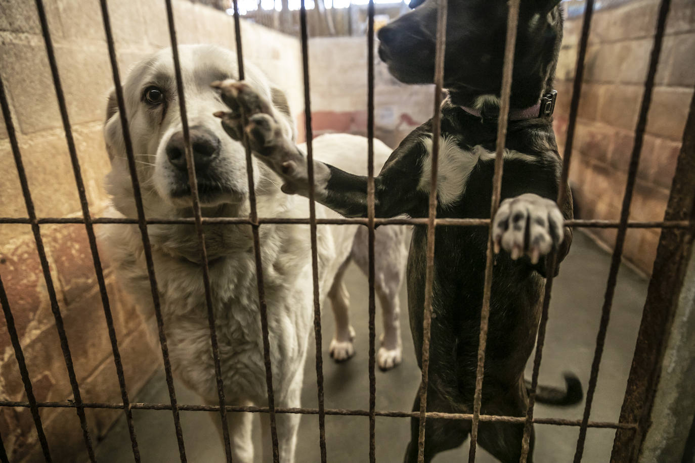 Dos perrros esperan en su jaula a ser adoptados.