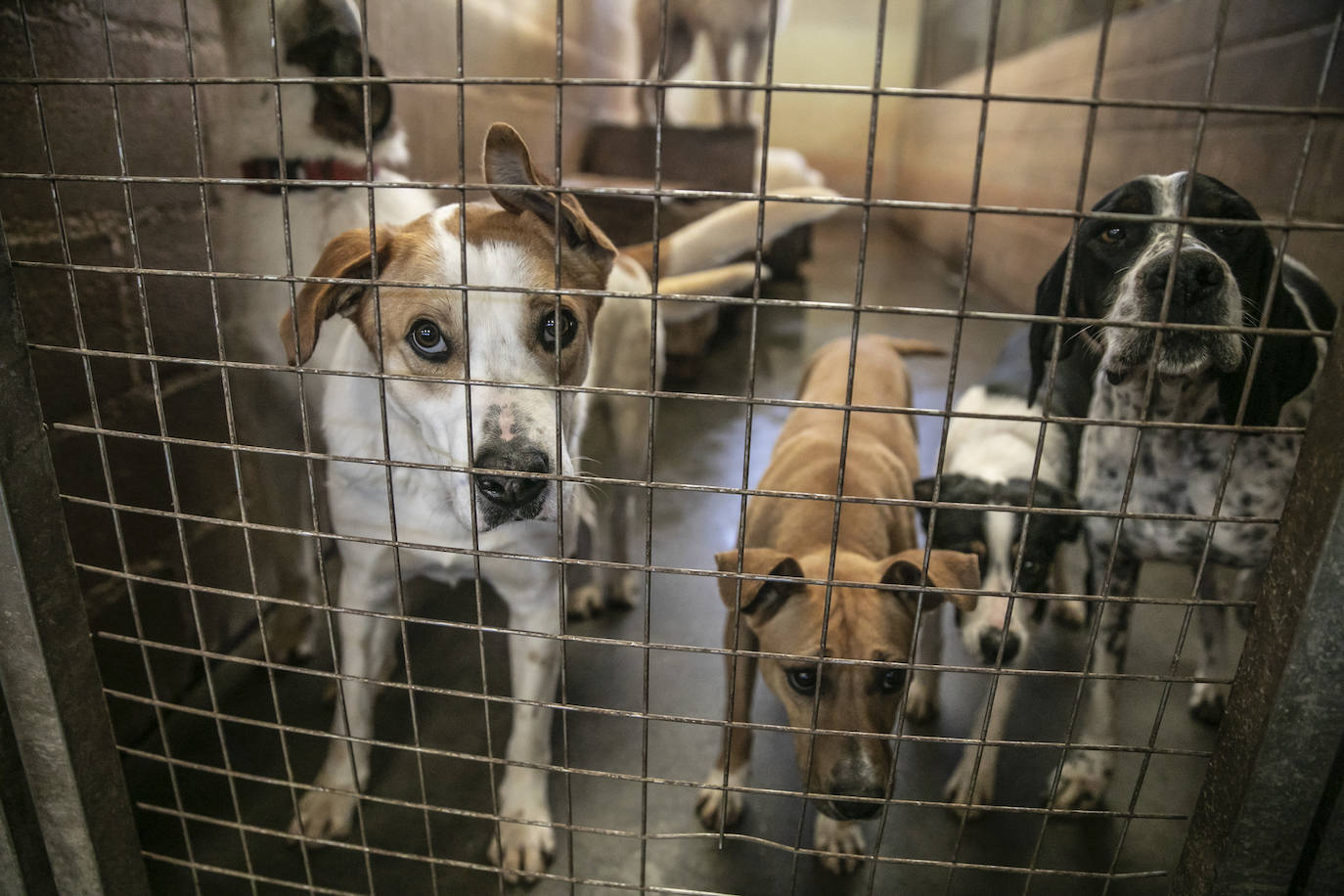 Los perros salen de las jaulas para pasear con personal de la asociación o voluntarios. 