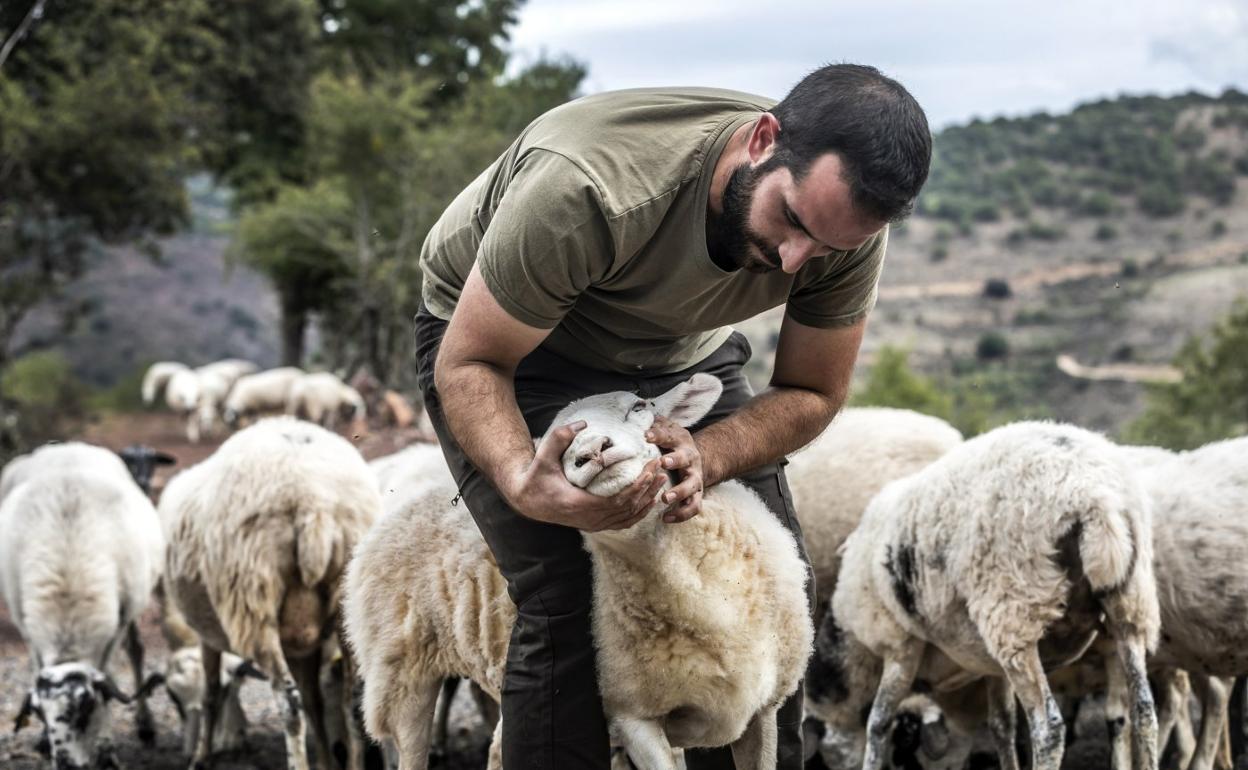 Pedro Medel (hijo) muestra una de sus ovejas heridas por un ataque de lobo en Viniegra de Abajo. 