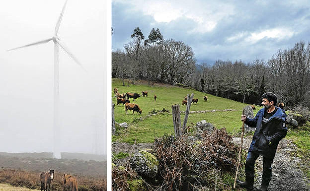 Caballos salvajes al pie de un aerogenerador en el mirador de Seixo (Pontevedra). A la derecha, José González, ganadero de Cuiña, que reniega del modelo eólico.