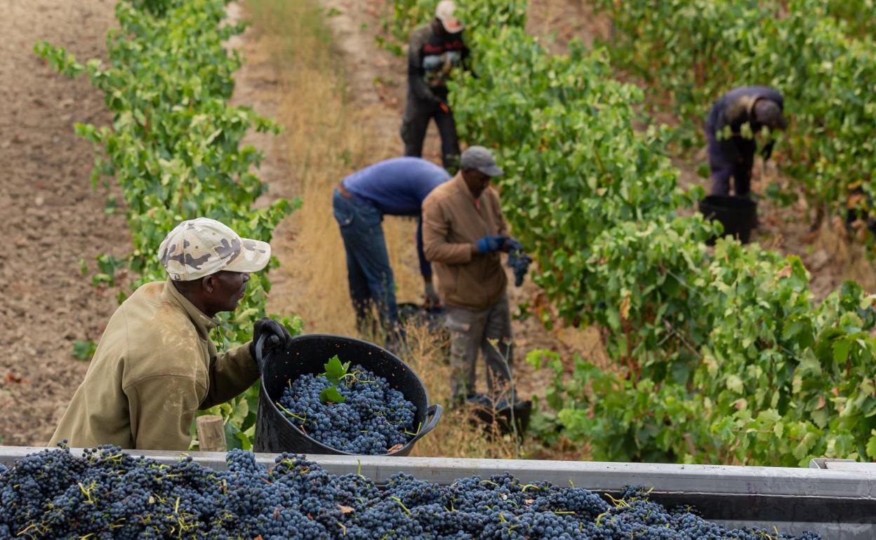 Temporeros recogen uva en los viñedos de Rioja y la cargan en los tractores durante la vendimia del pasado año. 